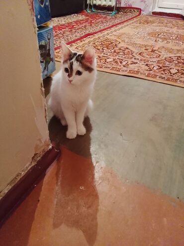 веслоухий кошка: Котёнок, домашняя порода - Окрас: белый с пятнышками табби на голове