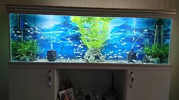 продажа аквариумных рыбок: Akvarium altlığıyla satılır. Uzunluğu 1m80 sm. Hündürlüyü 0.60sm.eni — 3