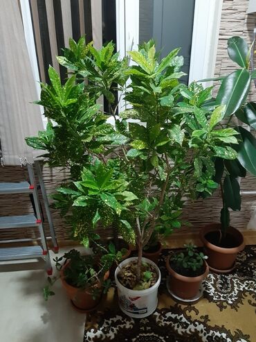 evkalipt bitkisi: Ev üçün dibçək ağacı özümüz rasiyadan almışıq yer yoxdu deyə satırıq