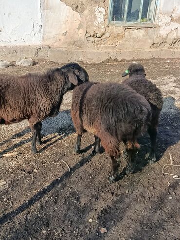 Бараны, овцы: Продаю | Овца (самка), Баран (самец) | Гиссарская | Для разведения | Осеменитель, Матка — 6