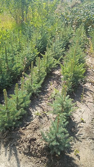 семена кукурузы торро: Ель голубая (Picea pungens) — саженцы из грунта. - Порода: ель — 1