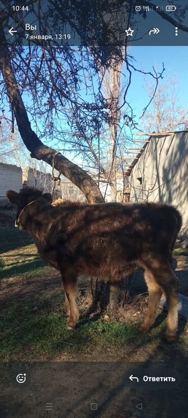 Коровы, быки: Продаю | Тёлка | Полукровка | На откорм | Племенные — 2