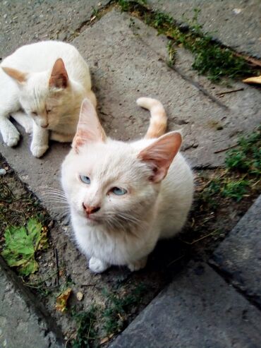 котята в канте: 2 айлык, Эркек