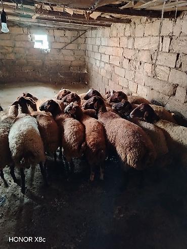 Qoyunlar, qoçlar: 27 baş qoyun satılır. - Say: 27 baş - Növ: yerli qarışıq ətlik/südlük — 6
