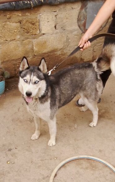xaski: Xaski, 10 ay, Dişi, Peyvəndli, Ödənişli çatdırılma