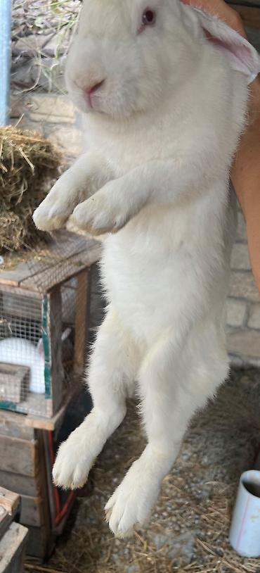 Ağ rəngli ev dovşanı - Cins: ehtimalən Kaliforniya/rizen tipli ağ