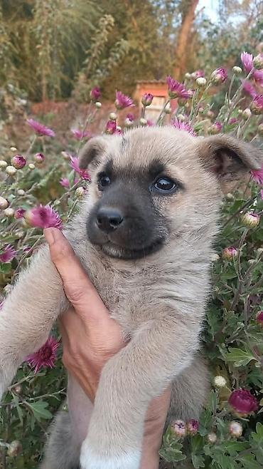 купить щенка: Собака даром: 3 месяца, Самка — 1