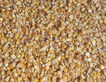 продам кукурузу: Продаю кукурузу сорт пионер 10 тонн Жугору сатылат сорт пионер