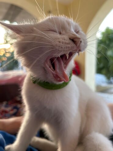 Pişiklər: Dişi, Yaxşı əllərə, Ödənişli çatdırılma — 7