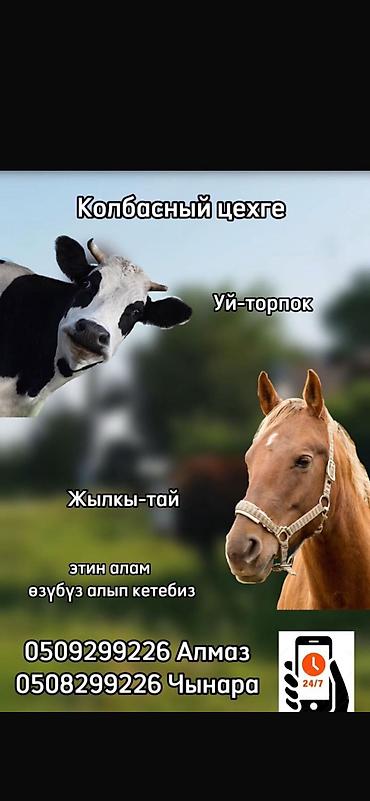 Уй эти: Колбаса цехи : Уйлар, букалар, | Күнү-түнү — 2