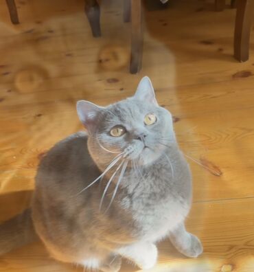 ucuz pişik: Britan, Erkək, Cütləşmə üçün