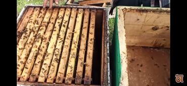 Bal: Astaranın cicək balı — 7