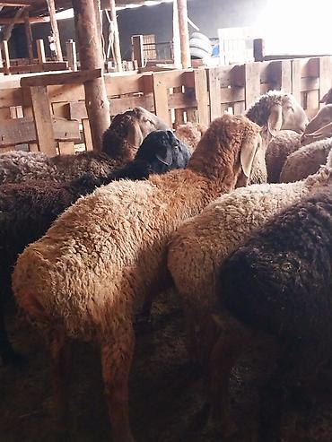 Баран, овца: Продаю | Баран (самец) | Для разведения | Матка — 10