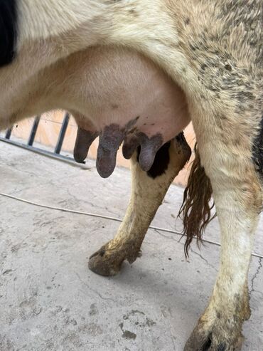 Коровы, быки: Продаю | Корова (самка) | Для разведения | После отела — 1