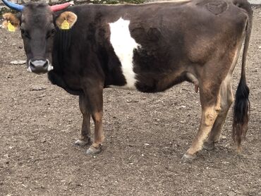 бык парода бельгийский: Продаю | Корова (самка) | Алатауская | Для разведения, Для молока
