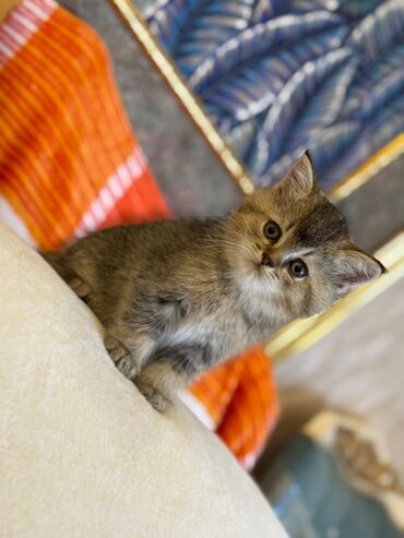 Pişiklər: Şotland yastı qulaq, Erkək, Dişi, Yaxşı əllərə, Ünvandan götürmə, Pulsuz çatdırılma, Ödənişli çatdırılma — 222