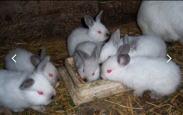 lalafo az heyvanlar: Kaliforniya dovşanı

1aylıq,tam sağlam
🐰🐰🐰🐰🐰🐰🐰🐰🐰🐰🐰🐰🐰🐰🐰🐰🐰🐰🐰🐰🐰🐰🐰🐰🐰🐰🐰🐰