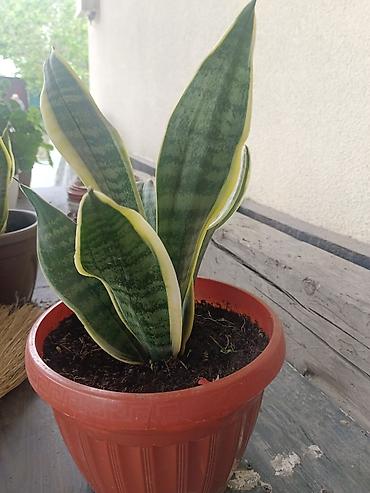 тещя: Сансевиерия (Sansevieria trifasciata, «щучий хвост», «тещин язык») в — 5