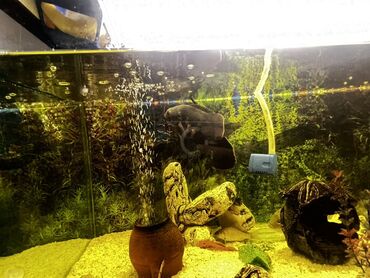 Akvariumlar: Böyük ölçülü şüşə akvarium komplekti - Ön və yanları şəffaf şüşəli — 5