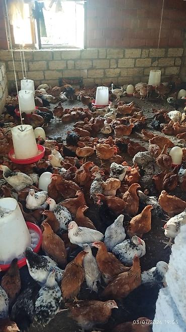 ev quşları haqqında melumat: Xarkov sibris lider 55 cinslər - Qrup halında yetişdirilmiş, azad — 2