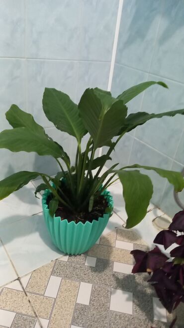 Otaq bitkiləri: 6-7azn aralığında dibçək gülləri satılır — 6