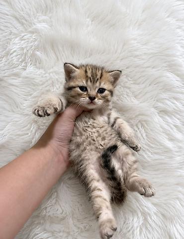 Кошки: Шотландская вислоухая — 4