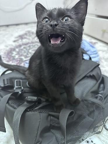 котята лысые: Кошка даром: Беспородная, 2 месяца, Девочка — 1