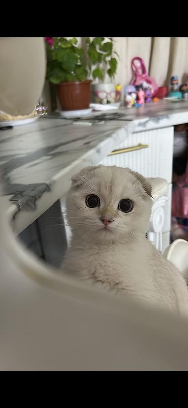 Үй жаныбарлары: 🐾 Ищем котика для будущей вязки 🐾 Наша кошечка — скоттиш-фолд, сейчас — 5