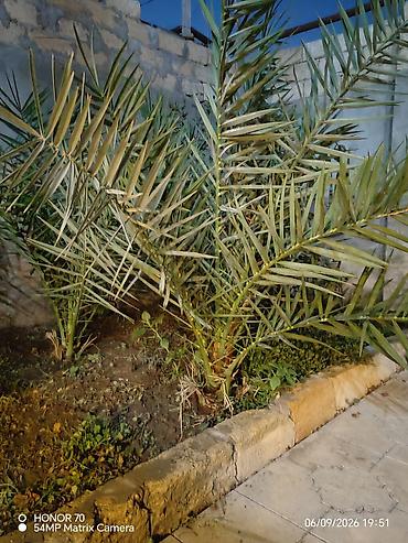 şaxta gülü bitkisi: Xurma palması fidanları - Növ: Xurma (Phoenix dactylifera tipli — 1