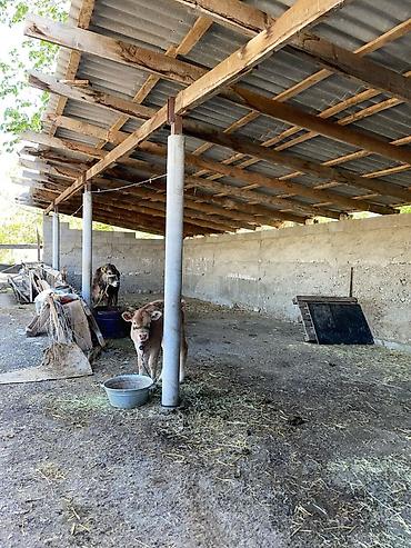 Продажа коттеджей и домов: 🏡 НЕ ПРОСТО ДОМ — А ВАШЕ ЛИЧНОЕ ПРОСТРАНСТВО ДЛЯ ЖИЗНИ И ДОСТАТКА 📍 — 27