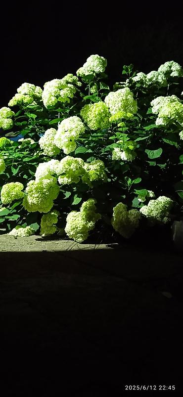 Гортензия: Саженцы Самовывоз — 3