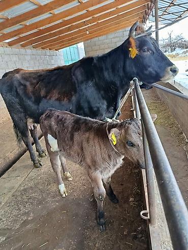 Коровы, быки: Продаю | Корова (самка) | Для молока | После отела — 6