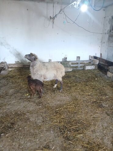 Qoyunlar, qoçlar: Ana bala 380man 3cu qarlndl dogur. bașqa bogaz heyvanlarlmda — 6