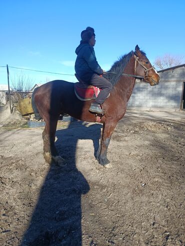 Лошади, кони: Продаю | Жеребец | Рабочий — 6