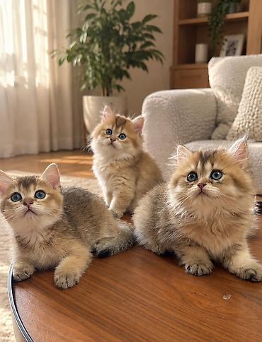 ragdoll pisik: Qızıl şinşilla — 5