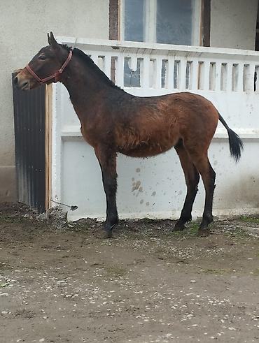 Лошади, кони: Продаю | Жеребец | Полукровка | Рабочий — 7