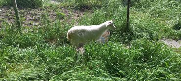 альпийская коза: Продаю | Коза (самка), Козлёнок | Для разведения, Для молока