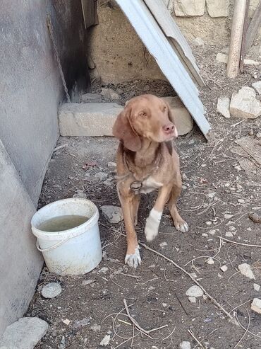 İtlər: Ruski konçil ov tulası — 5