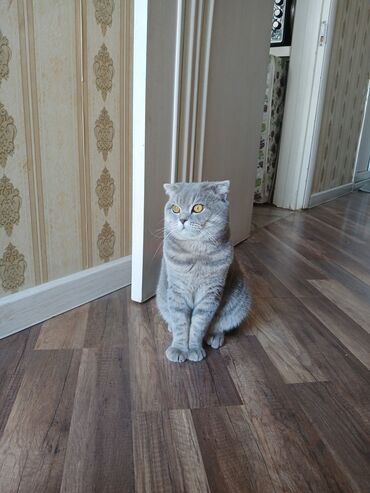 ucuz pişik: Шотладская вислоухая, Самец, Для вязки