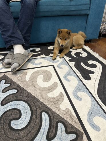 Продажа собак: Сиба-ину, 3 месяца, Самец, С прививкой — 8