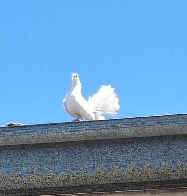 Göyərçinlər: Salam pavlin erkəkdir başı Əsənlərdən mayasin pişik aparıb deye tek lalafo.az -da Göyərçinlər: Salam pavlin erkəkdir başı Əsənlərdən mayasin pişik aparıb deye tek