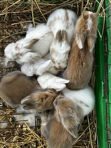 dovşan satışı: 🐰 1 aylıq Safqan Holland Lop balası satılır ✅ 1 aylıqdır ✅ Safqan — 1