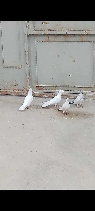 Quşlar: 4 eded quwlar satilir ela saxlamali heyvandilar iki erkey iki maya — 5