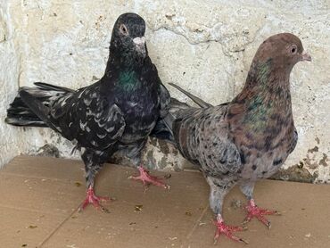 чау чау цена в баку: Salam. Tərgitmə Quşdardı 50 əd Əbrəşdi hazır cüt bala veren