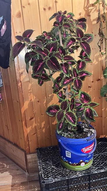 suni bitki: Kolyoz (Coleus) dekorativ yarpaq bitkisi – saksıda - Növ: Coleus — 2