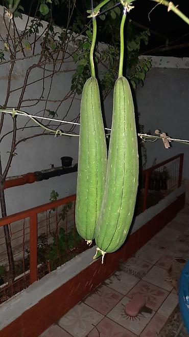mal dili bitkisi: 🌿 Öz həyətimdən yığılmış TƏBİİ LİF QABAĞI (LUFFA) toxumları Şəkildə — 3