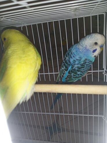 Tutuquşları: Cüt quşlar satılır qəfəslərlə bir yerdə ucuz qiymətə valnistiy — 6