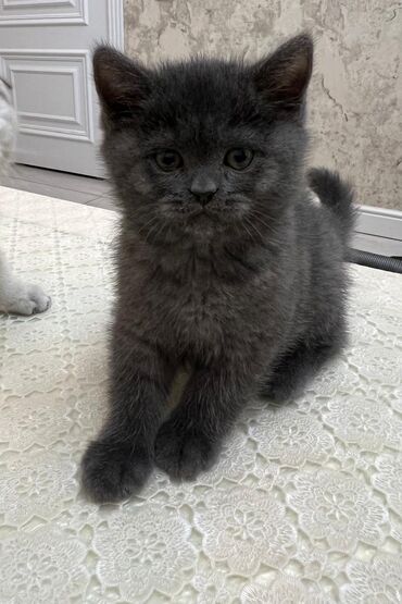 Pişiklər: Şinşilla, Dişi