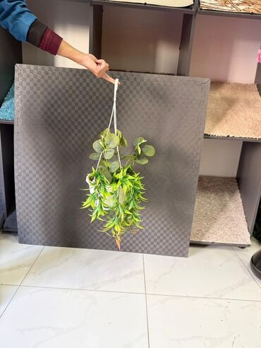 Otaq bitkiləri: Asma saksıda dekorativ yaşıl bitki - Ağ rəngli asma plastik saksı -da lalafo.az — 39 Otaq bitkiləri: Asma saksıda dekorativ yaşıl bitki - Ağ rəngli asma plastik saksı — 39