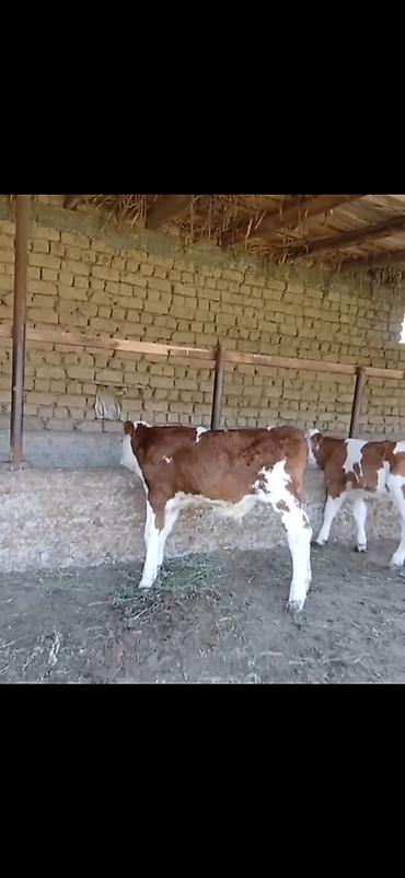 Dana, buzov: Satılır: 3 baş cins buzov - Növ: ətlik-südlük istiqamətli simmental -da lalafo.az — 7 Dana, buzov: Satılır: 3 baş cins buzov - Növ: ətlik-südlük istiqamətli simmental — 7